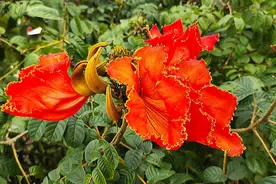 #涠洲岛 #新农人创业 #客家 不知名的路边花，被惊艳到了