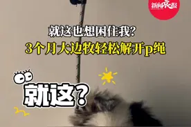 （自采原创）就这也想困住我？3个月大边牧轻松解开p绳（素材来源：@旺旺发财 ）#边牧 #狗狗的心思都写在脸上了 #聪明 #边牧日常 #可爱 @DOU+小助手视频封面