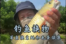 钓鱼换物：金黄的草鱼换老板娘的生蚝和毛蛋后续 #2024dou来钓鱼 #鱼换万物 #草鱼视频封面