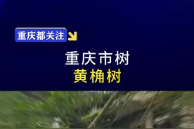 重庆最有个性的树——黄葛树。你那里有吗？#重庆#重庆人#重庆精神#黄葛树#黄桷树