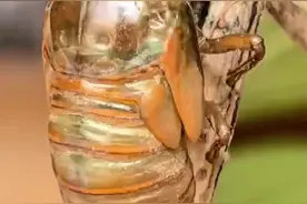 全程拍下蜕变过程#金蝉脱壳 #知了猴变金蝉全过程 #知了知了童年回忆 #见者好运 #生命的力量视频封面