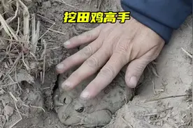 在干旱的田间地头，挖出巴掌大的田鸡，你见过吗#神奇动物在抖音视频封面