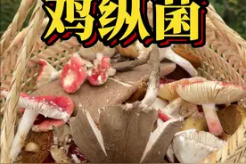 十一月还能捡到鸡纵？今天老表带我去一个秘密菌窝，鸡纵是真的多。#创作灵感 #鸡枞 #捡菌子 #野生菌 #童年的快乐真的藏不住