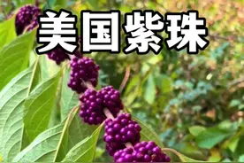 自然界中罕见的亮紫色小果子——紫珠，全株有药用，果实可食用，叶子可制作驱蚊水。#植物科普 #紫珠 #美国紫珠#药用植物 #野果