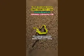 男子在湖边散步时脚被小青蛇咬伤，忍痛拍下蛇的照片，然后打120急救，医院紧急调来血清（扬子晚报）视频封面
