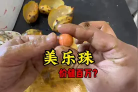 花600元买了一箱包出美乐珠的椰子螺，属实被老板上了一课！#开箱视频封面