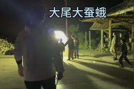 漂亮的蛾子 #扑棱蛾子 #昆虫 #神奇动物在抖音 #大自然