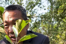 柿子树木质嫁接慢动作演示 柿子嫁接技术 #柿子树苗基地#柿子种植管理#嫁接技术分享 #三农#郭老师植物视频封面