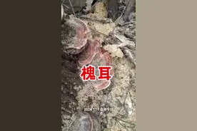 刺槐树，冬天常见的一种野蘑菇——刺槐范氏孔菌，俗称“槐耳”视频封面