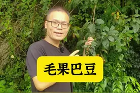小叶双眼龙又叫毛果巴豆 #新农人计划2024 #自然奇境科普季视频封面