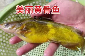 #在乡村秒变摸鱼高手  收了5个大笼子  收获20多斤大鱼#户外捕鱼视频封面