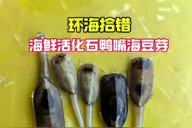 你吃的海鲜来自于4亿年前，海鲜活化石！它就是舌形贝。 #自然奇境科普季 #春日盛放 #在抖音记录自然的人 #环海拾错 #海豆芽