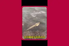 小哥救助被卡住嘴巴的大鱼 #动物救助 #人与动物和谐共处视频封面