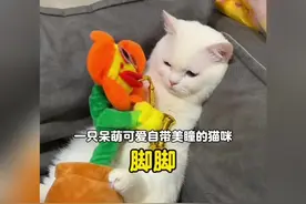 一只呆萌可爱自带美瞳的汗脚小猫#小猫治愈世界