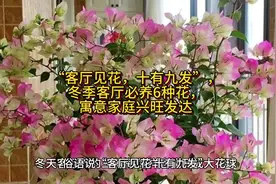 “客厅见花，十有九发”，冬季客厅必养6种花，寓意家庭兴旺发达视频封面