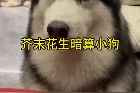 这把毁了，我家狗吃芥末吃上瘾了