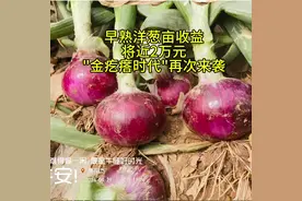 南阳新野洋葱行情高胀，亩收益超过万元视频封面