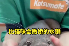 比猫咪更会撒娇的小动物水獭  #水獭 #小动物 #宠物