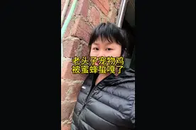 老板娘过滤蜂蜜导致蜂场蜜蜂都打架，老头子的鸡被蜜蜂蜇嘎了，老头子怪老板娘湿气重克死他的鸡，兄弟们评评理这能怪老板娘吗？还有就是像这种花了两千大洋买的鸡一般怎么做才好吃？#蜜蜂视频封面