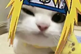 小猫#阿米诺斯猫猫表情包图片 #这个猫头好上头 表情包视频封面