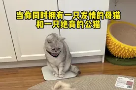 当你同时拥有一只发情的母猫和一只绝育的公猫 #记录猫咪日常 #猫咪的迷惑行为 #猫咪发情 #公猫母猫区别