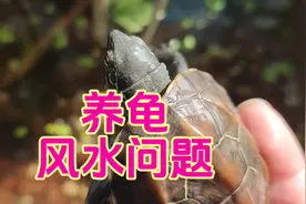 哪个生肖适合养龟？龟缸摆放在哪个位置好？家庭养龟风水禁忌问题