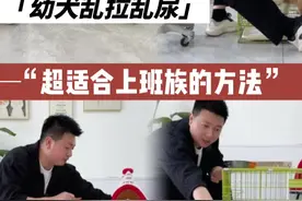 幼犬到家|如何快速教会定点排便？ #新手养狗 #柯基#定点排便 #狗狗定点上厕所 #养宠作业帮