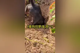 猎狗挖野兔洞穴抓捕野兔#国外合法狩猎 #实战猎犬 #内容启发搜索视频封面