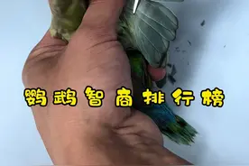 鹦鹉智商排行榜#手养鹦鹉 #萌宠出道计划 #铲屎官的乐趣 #神奇动物在抖音 #鹦鹉小白