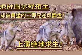 #野生动物零距离 #野猪单挑狼群视频封面
