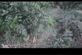 甘草别名： 美草，蜜草，国老 主要功效： 益气补中，祛痰止咳