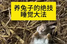 养兔子的绝技一一哄兔子睡觉 养兔子的绝技一一哄兔子睡觉#兔子 #动物 #养兔子方法 #农村创业养殖 #新手养宠