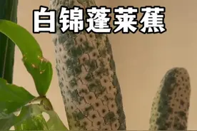 白锦蓬莱蕉 白锦龟背竹居然还结出了锦化的果实，蓬莱蕉不仅能吃而且非常美味。#植物科普 #热带水果 #龟背竹#白锦龟背竹 #蓬莱蕉视频封面