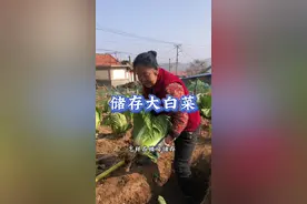 每年小雪节气都储存大白菜，留着冬天吃，这样储存的白菜不会坏#新农人计划2024 #记录我的乡村生活日常 #大白菜储存妙招 #白菜的储存方法视频封面
