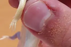 “鱼”可不一定在水里游，沙漠游泳高手砂鱼蜥就是个例外 #科普 #有趣