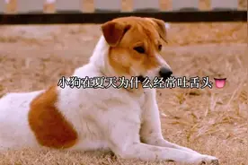 夏日狗狗为何总吐舌头？🐾💨#狗狗视频封面