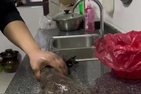 娃娃鱼宰杀教程视频#原创视频 #美食教程 #家常菜 #杀鱼技术