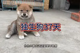 独生柴犬今天37天了，越来越调皮，跟爸爸妈妈玩得还爆粗口了！😂视频封面