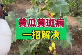 黄瓜叶片长黄斑，一招解决#自己种的纯天然的绿色蔬菜 #传播农业小知识 #黄瓜种植 #种植小技巧 #田园生活