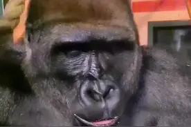 银背金刚原来是这样吃🍌，但为什么要先剥皮吃了香蕉再吃香蕉皮，而不是整个不剥皮香蕉一起吃呢？#神奇动物在抖音 #人与动物和谐共处 #现场实拍 #野生动物零距离 #大猩猩🦍