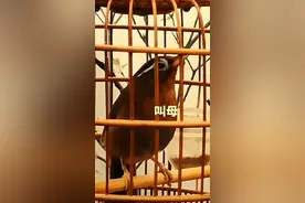 母鸟叫 #上热门 #野外画眉鸟唱歌视频 #鸟叫声大全 #爱护大自然爱护动物 #画眉鸟