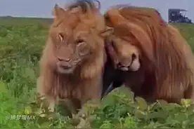长兄如父，塞伦盖蒂雄狮“纳什”独自拉扯弟弟流浪长大，相隔两岁的它们既是兄弟，更像父子#狮子#动物#动物世界视频封面