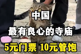 中国最有良心的寺庙，5元门票，10元管饱。 #中国最有良心的寺庙 #苏州西园寺 #西园寺素面 #苏州旅游景点 #西园寺的猫