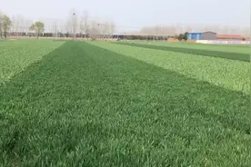 、口含生大蒜，感冒好一半。 2、糖醋大蒜汤，降压是秘方。 3