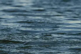 查干湖国家级自然保护区#吉林省野生动植物保护协会#查干湖白琵鹭视频封面