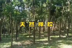 天然橡胶用途#天然橡胶 #科普一下 #劳动者的春天 #一代人回忆