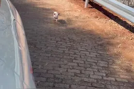 荒郊野岭的地方，遇到这种小奶猪，捡还是不捡？视频封面