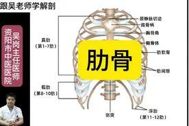 跟吴老师学解剖：肋骨。#医学科普 #命运的齿轮开始转动