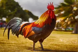 公鸡打鸣声 公鸡叫声 公鸡声音视频封面