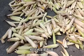 转基因玉米到底有什么危险以及如何识别呢？视频封面